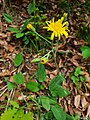 specimen of Hieracium hypochoeroides subsp. wiesbaurianiforme Greuter