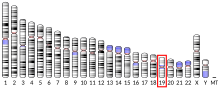 Ideogram human chromosome 19.svg