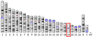 Chromosome 19 humain