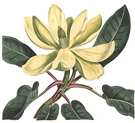 Magnoliophyta