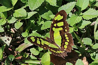 S. s. insularis, Cuba