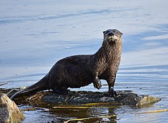 Loutre de rivière (Lontra canadensis)