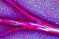 Geranium petal under the microscope