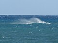 Image 16In the open ocean, sunlit surface epipelagic waters get enough light for photosynthesis, but there are often not enough nutrients. As a result, large areas contain little life apart from migrating animals. (from Marine habitat)