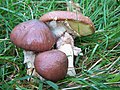 Suillus luteus sin Boletus sullius