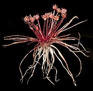 Trithuria submersa, família Hydatellaceae.