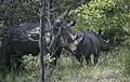 Stumpneshorn med halvvoksen kalv