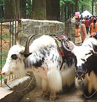 Manali, Himaçel Pradeş, Hindistan'da binilmek üzere eyerlenen yaklar