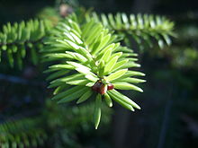 Abies recurvata bud foliage.JPG