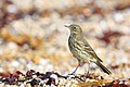 Anthus petrosus