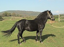 Photo de profil d'un cheval noir tenu par une longe