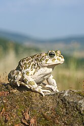 Wechselkröte (von Richard Bartz)