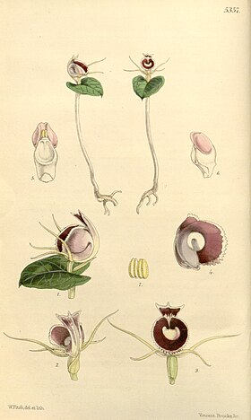 Corybas pictus