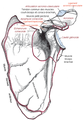 Insertion scapulaire du muscle subscapulaire