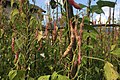 Fagiolo di Lamon in the garden