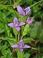 Hořeček ladní (Gentianella campestris)