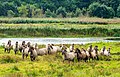 Konik Wildpferde auf einer Wilden Weide im Geltinger Birk