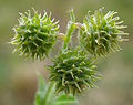 Medicago minima