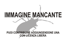 Immagine di Aclerdidae mancante