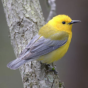 Prothonotary Warbler