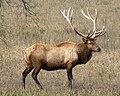 Wapiki Cervus canadensis