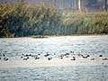 Ropar Wetland - Dec, 2017