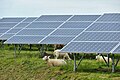 Impianto fotovoltaico basso con pecore al pascolo in Belgio