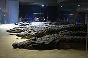 Mumifiserte krokodiller. Krokodillemuseet i Aswan.