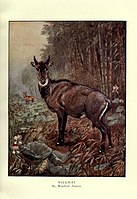 The wild beasts of the world (Plate 15) by Winifred Austen