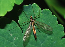 Nephrotoma appendiculata (típula).