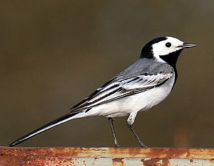 Wipstört (Motacilla alba), mantje uun somerkleet LC - least concern (ei trüüwet)