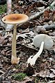 Rotbrauner Streifling (Amanita fulva)