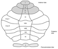 Lobules of the vermis.