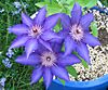 Clematis slach