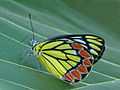 Delias eucharis o Sri Lanka