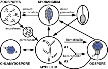 The life cycle of Phytophthora