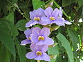 Thunbergia grandiflora