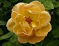 Rose 'Bernsteinrose'