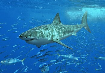 Grand requin blanc (Carcharodon carcharias) de 3,5 mètres environ, photographié dans les eaux de l'île Guadalupe (Mexique). (définition réelle 1 200 × 835)