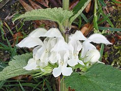 Photographie en couleurs et en gros plan d'une plante et de ses fleurs aux pétales blancs