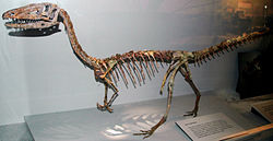 Coelophysis bauri