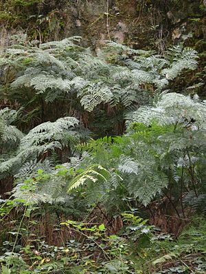 Culcita macrocarpa