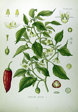 Fűszerpaprika-cserje és termése (Jalapeño típus)