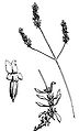 Schéma de Lavandula latifolia.