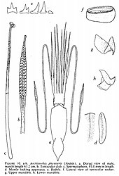 #131 (?/?/1954) Semi-schematic illustration of the mature male giant squid found floating at the surface off the Mississippi Delta in 1954, from Gilbert L. Voss's comprehensive review of the cephalopods of the Gulf of Mexico (Voss, 1956:137, fig. 10)