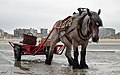 Brabançon draft horse on the beach