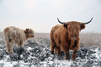 Vacas en el campo de Hoenderloo