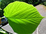 Daun common lime (Tilia × europaea) menunjukkan venation