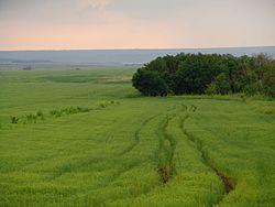 Flax field, Kochubeyevsky District