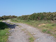 Photographie d'une chemin bordé de genêts.